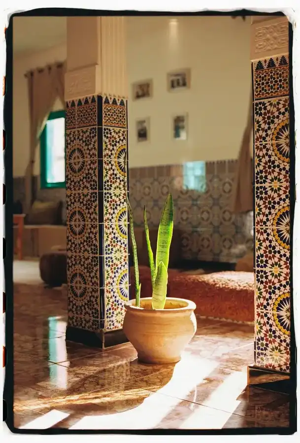 Snake plant between zellige columns with light streaming in