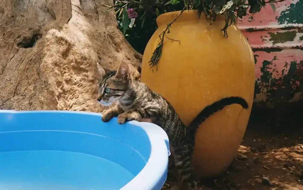 The house cat by the pool and a yellow clay pot