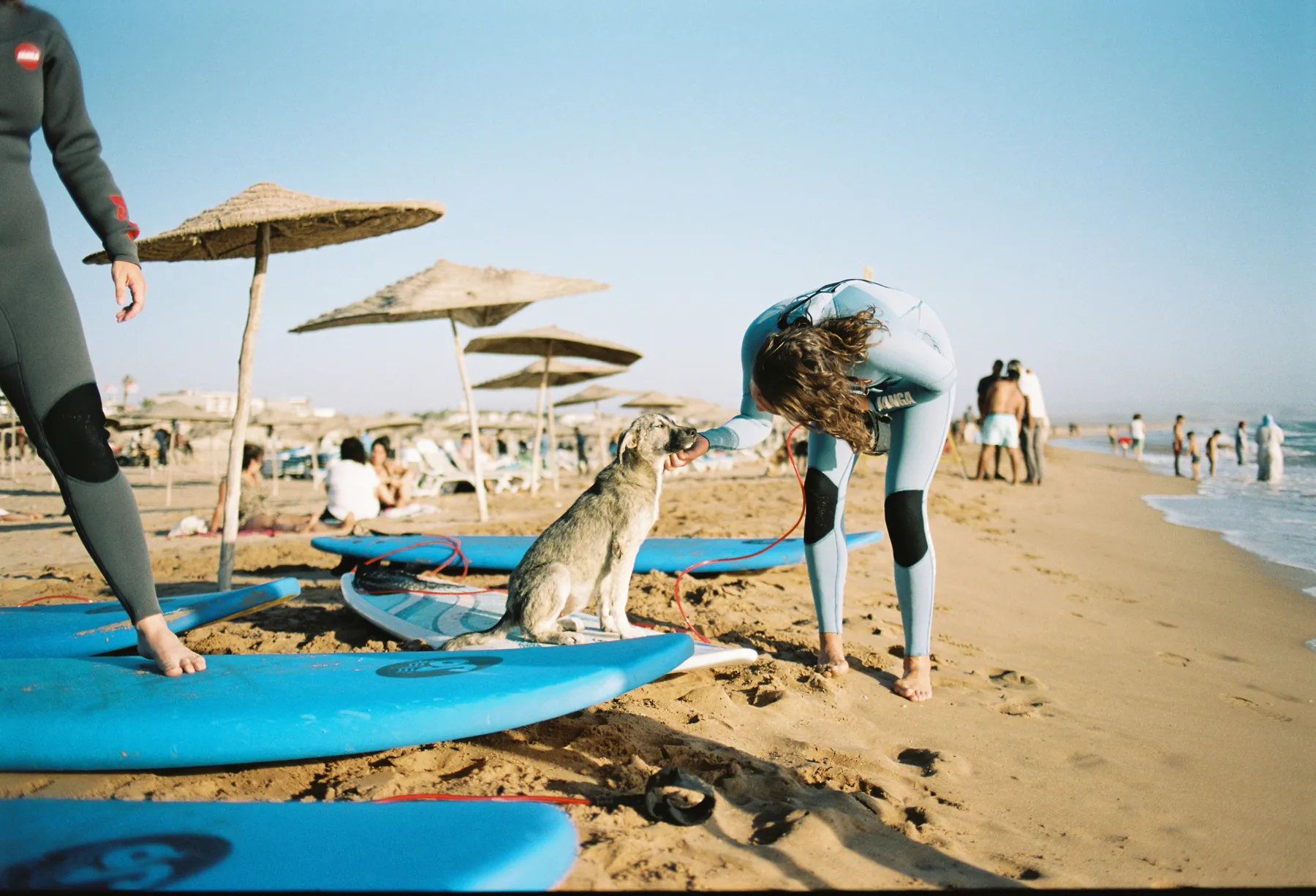 Surfer in a wetsuit stroking a puppy sitting on a surfboard on a sunny beach